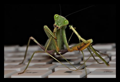 Sphodromantis Linolea, Meldžiasi Mantis, Žūklės Žirnis, Mantodaa