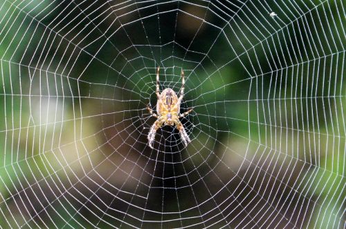 Voras, Internetas, Voratinklis, Gamta, Vabzdys, Arachnid, Voratinklis, Arachnofobija, Lauke, Laukinė Gamta, Baimė