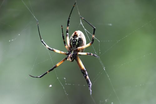 Voras, Miškai, Gamta, Internetas, Miškas, Vabzdys, Laukinė Gamta, Ruda, Makro, Žalias, Natūralus, Rasa, Lauke, Medis, Arachnid, Creepy, Geltona, Klaida, Spalvinga, Voratinklis, Augalai