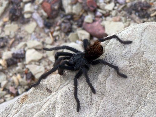 Voras, Tarantula, Didelis, Rokas, Plaukuotas, Dykuma, Laukinė Gamta, Arachnid, Gamta, Makro