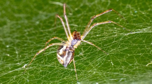 Voras, Vabzdys, Arachnid, Voratinklis, Makro, Uždaryti, Gyvūnas, Tinklas