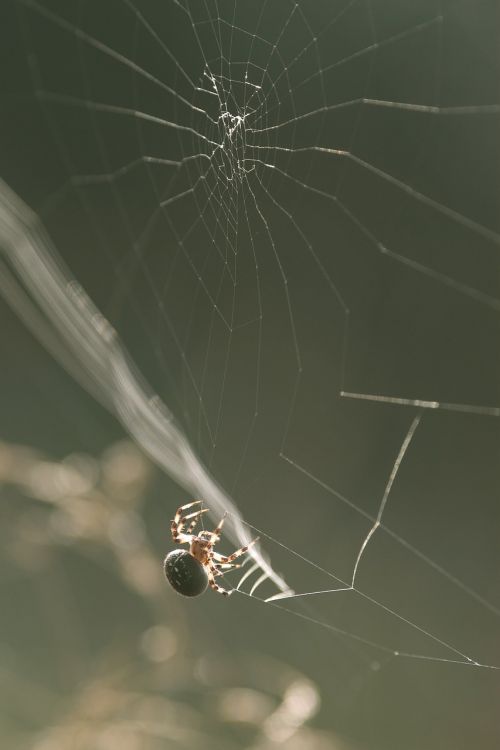 Voras, Gamta, Internetas, Voratinklis, Arachnid, Arachnofobija, Voratinklis, Laukinė Gamta, Makro, Natūralus, Kojos, Klaida, Lauke, Žalias, Laukiniai, Šviesa, Saulės Šviesa