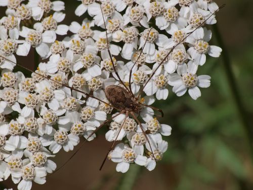 Voras, Opiliones, Opilionai, Gyvūnas