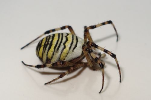 Voras, Zebraspinne, Vabzdys, Gamta, Gyvūnų Pasaulis, Geltona, Padaras, Arachnid, Makro, Juoda, Dryžuotas, Gyvūnas