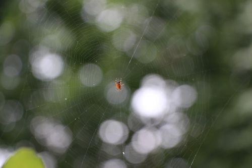 Voras, Voratinklis, Uždaryti, Tinklas, Vabzdys, Gyvūnai, Uogos, Arachnid