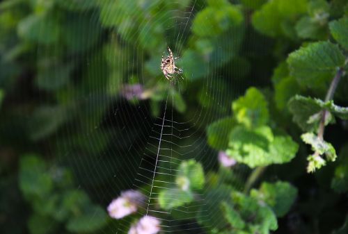 Voras, Internetas, Gamta, Vabzdys, Neto, Dizainas, Voratinklis, Voratinklis, Makro, Baisu, Spąstus, Modelis, Natūralus, Arachnid, Tinklas, Sriegis, Rytas, Klaida, Žalias, Šilkas, Voratinklis, Vasara