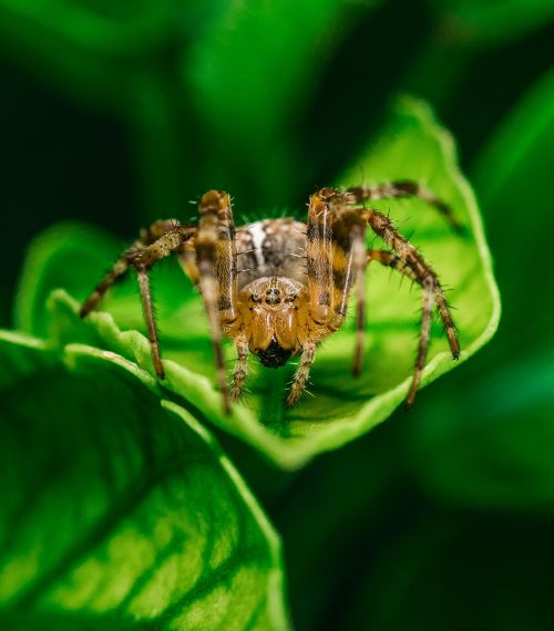 Voras, Lapai, Laukinė Gamta, Lapai, Gamta, Gyvūnas, Žalias, Makro, Vabzdys, Plėšrūnas, Arachnid