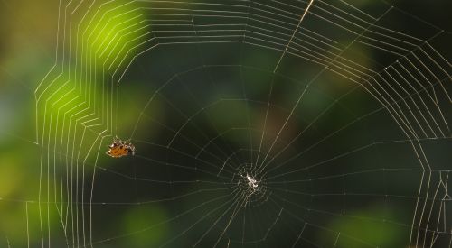 Voras, Internetas, Arachnid, Gamta, Rocio, Armėnija