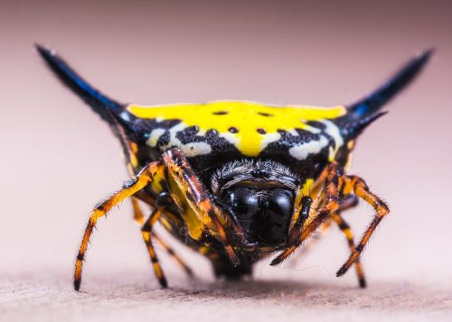 Voras, Arachnid, Vabzdys, Uždaryti, Geltona, Egzotiškas, Atogrąžų