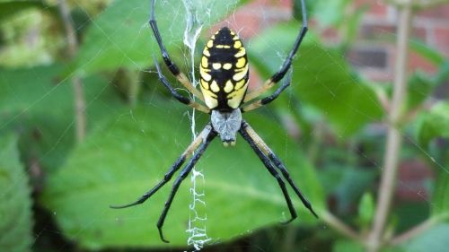 Voras, Žalias, Gamta, Internetas, Vabzdys, Lauke, Sodas, Gyvūnas, Lapai, Laukinė Gamta, Uždaryti, Arachnid, Baimė, Fauna, Kojos, Arachnofobija, Baugus, Laukiniai, Vasara