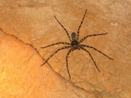 Voras, Medžiotojas, Arachnid, Australia