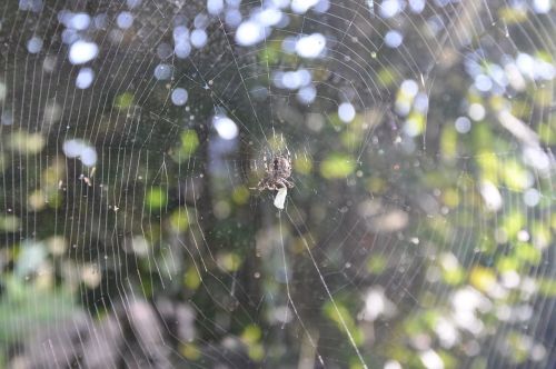 Voras, Voratinklis, Tinklas, Gamta, Uždaryti, Pasibjaurėjimas, Arachne, Orb Web, Toksiškas