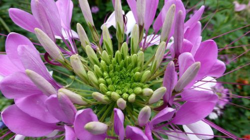 Spider Gėlė, Spider Augalas, Cleome Spinosa, Gėlė, Žiedas, Žydėti, Augalas, Rožinė Gėlė, Gamta, Uždaryti