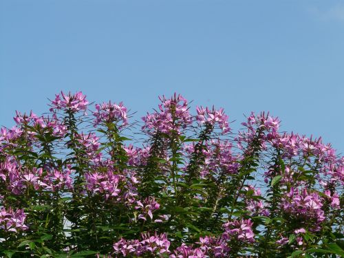 Spider Gėlė, Spider Augalas, Gėlė, Žiedas, Žydėti, Rožinis, Violetinė, Raudona, Violetinė, Cleome Spinosa, Augalas, Cleomaceae, Tuti, Stovėdamas, Balkonų Gamykla, Vasaros Augalas