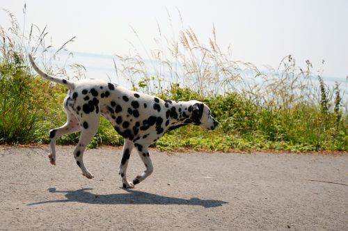 Šuo,  Gyvūnas,  Naminis Gyvūnėlis,  Vaikščioti,  Žaisti,  Parkas,  Hopping,  Dalmatianas