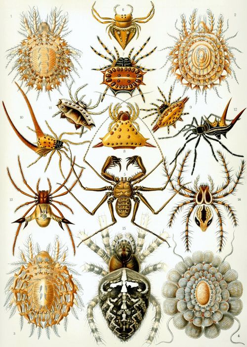 Nugara, Voragyviai, Vabzdys, Haeckel Arachnida, Araneae, Interneto Vorai, Nariuotakojų