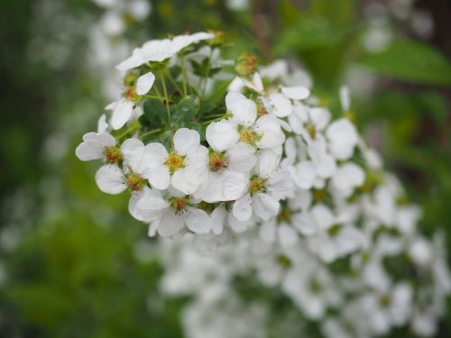 Spiraea Thunbergii, Gėlės, Augalas, Balta, Natūralus