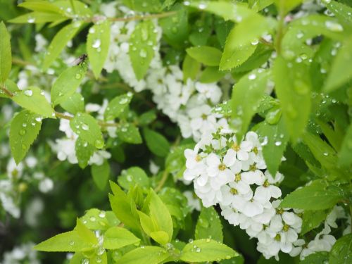 Spiraea Thunbergii, Gėlės, Lapai, Lietus, Lašas Vandens, Augalas