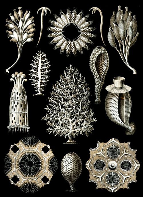 Kempinės, Jūros Kempinė, Haeckel Calcispongiae, Porifera, Metazoja, Jūrų Augalija Ir Gyvūnija
