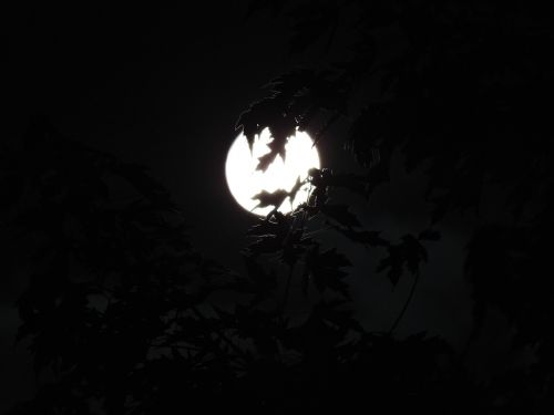 Baisu, Mėnulio Šviesa Per Medžius, Halloween, Mėnulis, Fonas