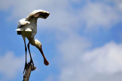 Spoonbills, Sąskaitą, Paukštis, Nairobio Nacionalinis Parkas, Gyvūnas