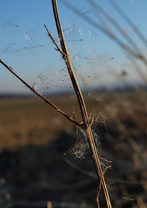 Sporas, Kiaulpienė, Gamta, Šiluma, Pavasaris