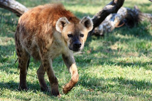 Gamta,  Laukinė Gamta,  Gyvūnai,  Šunys,  Laukiniai & Nbsp,  Šunys,  Hyena,  Pastebėtas,  Vaikščioti,  Žolė,  African & Nbsp,  Gyvūnai,  Afrikos & Nbsp,  Šuo,  Dėmėtoji Hyena 2