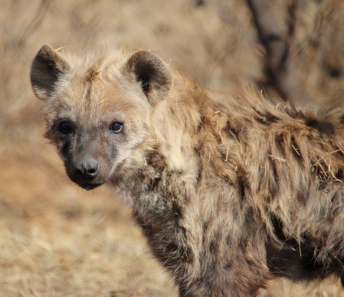 Pastebėtas Hyena,  Predator,  Gyvūnijos,  Pobūdį,  Safari,  Mėsėdis,  Kruger,  Maitėda,  Hiena,  Afrika