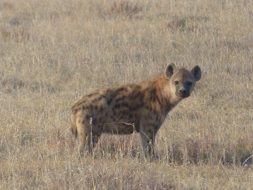 Dėmėtoji Hipena, Hyena, Žinduolis, Safari, Sugadintojai, Etosha Nacionalinis Parkas, Omnivore