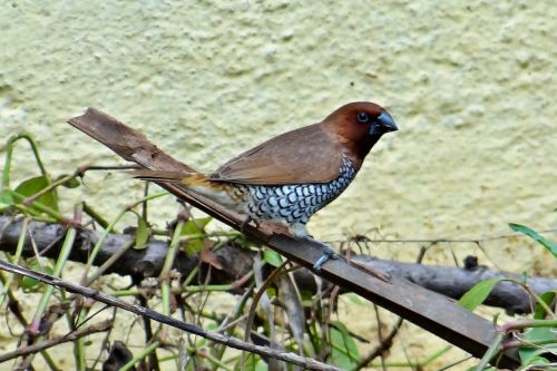 Dėmėtoji Munija, Žvynuotosios Munijos, Lonchura Punctulata, Paukštis, Fauna, Indija