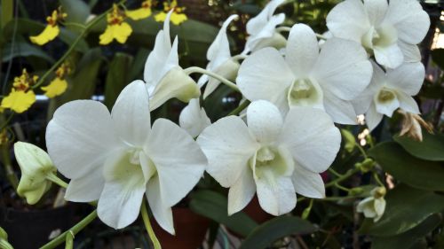 Balta,  Orchidėjos,  Purkšti,  Auga,  Žalias,  Gėlė,  Gėlės,  Purškiamas Baltos Orchidėjos