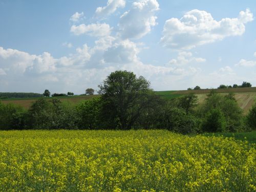 Pavasaris, Dangus, Gėlės, Medžiai, Mėlynas, Debesys