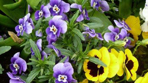 Pavasaris, Spalvinga, Violaceae, Pansy, Gėlės