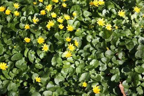 Pavasaris, Denmark, Sviesto Gėlė, Žalia Žalia, Geltona, Natūralus