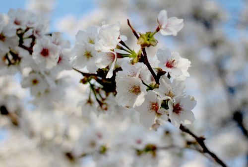 Pavasaris, Vyšnių Žiedas, Sakura, Gėlės