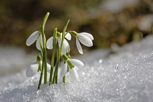 Pavasaris, Sniego Danga, Gėlė