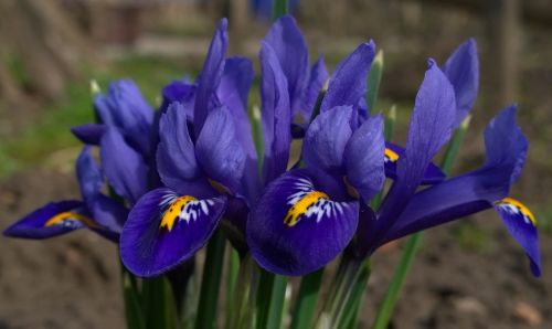 Pavasaris, Crocus Gėlė, Violetinė