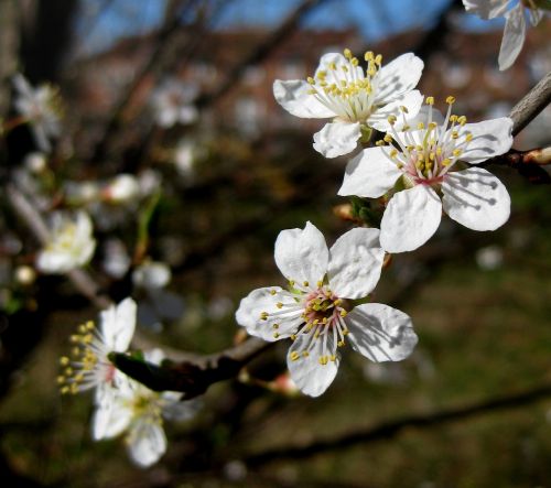 Žydintis Medis, Baltos Gėlės, Pavasaris, Odense, Natūralus, Denmark