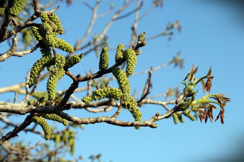 Pavasaris, Žydėjimas, Filialai, Gamta, Lapai, Medis, Žalias