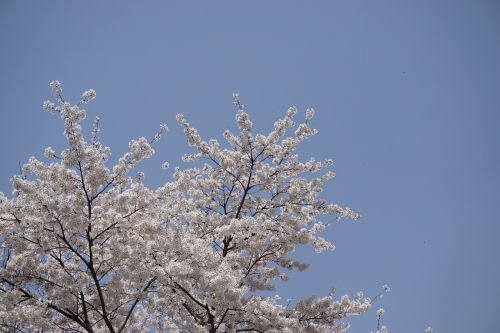 Pavasaris, Vyšnių Žiedas, Vyšnios Medis, Sakura, Dangus, Mėlynas Dangus, Balta Gėlė, Pavasario Gėlės