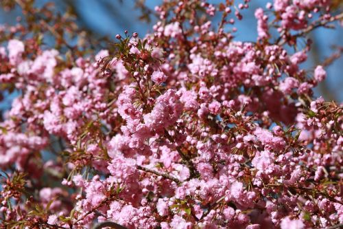 Pavasaris, Gamta, Gėlės, Medžiai, Pavasario Gėlė, Sodas, Japonų Vyšnios, Pavasario Pabudimas, Rožinis