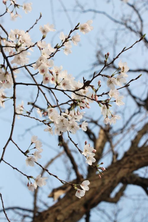 Pavasaris, Gamta, Gėlė, Sakura, Šviesus, Balta, Mėlynas, Medis