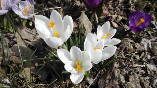 Pavasaris, Balta, Gėlė