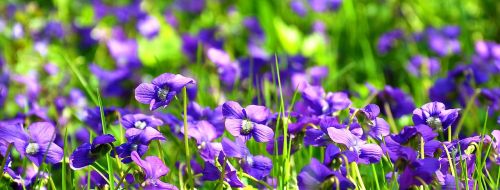 Pavasaris, Violetinė, Gamta, Purpurinės Gėlės