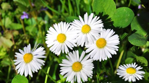 Pavasaris, Gamta, Daisy, Gėlės