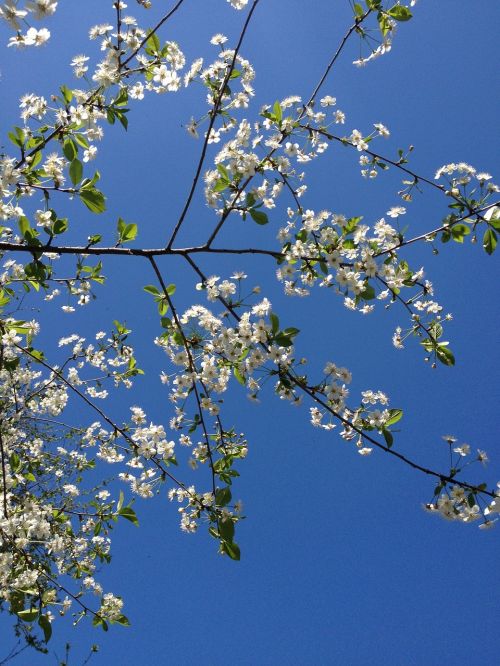 Pavasaris, Filialai, Vyšnių Mediena, Gėlės