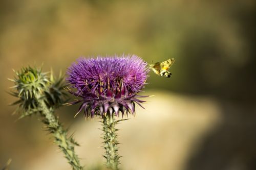 Pavasaris, Vasara, Žiedlapiai, Flora, Gamta, Mėlynas Dangus, Gėlė, Daisy, Žalias, Natūralus, Šviesus