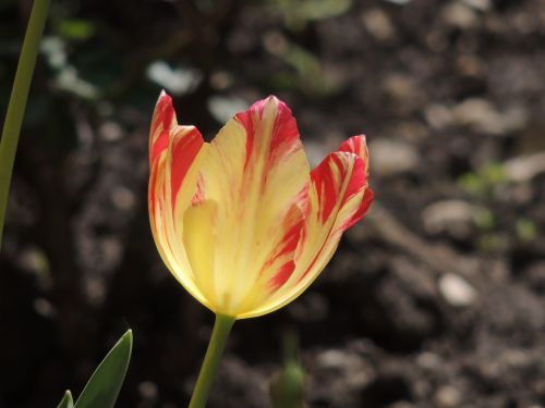 Pavasaris, Tulpės, Žiedlapiai