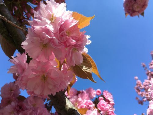 Pavasaris, Gėlė, Rožinis, Japonų Vyšnios, Gamta, Pavasario Gėlės, Vyšnia, Mėlynas Dangus