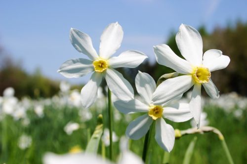Pavasaris, Pieva, Baltos Gėlės, Narcizai